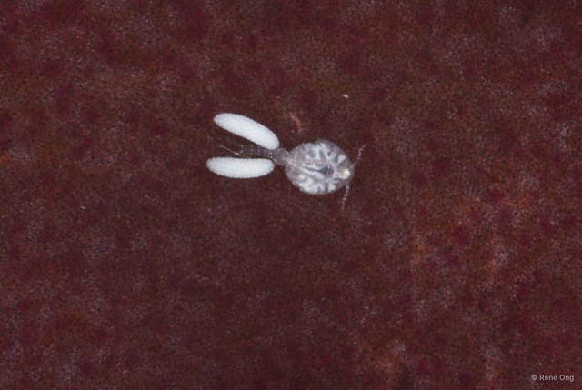 Copepoda sp. "Copepod 13" • © Rene Ong • All Rights Reserved