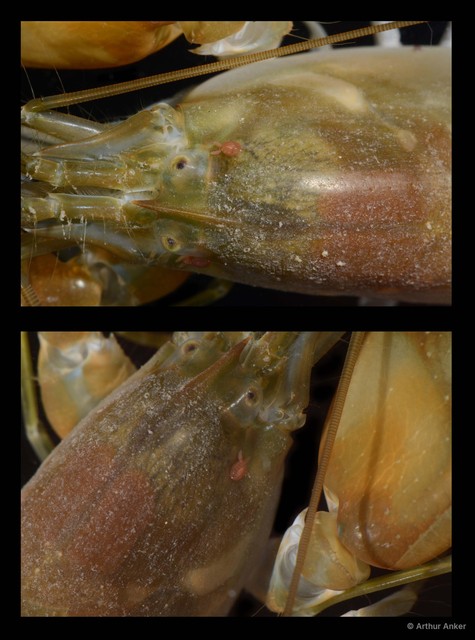 Copepoda sp. "Copepod 14" • © Arthur Anker • All Rights Reserved