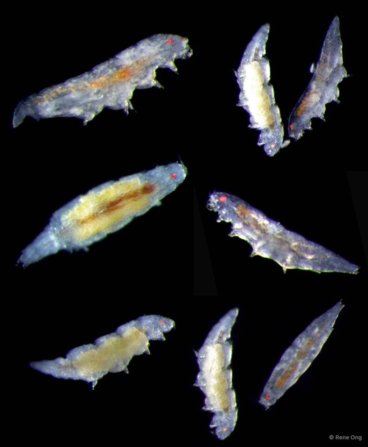 Copepoda sp. "Copepod 15" • © Rene Ong • All Rights Reserved