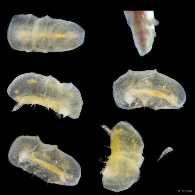 Copepoda sp. "Copepod 16" • © Rene Ong • All Rights Reserved