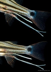 Copepoda sp. "Copepod 17"