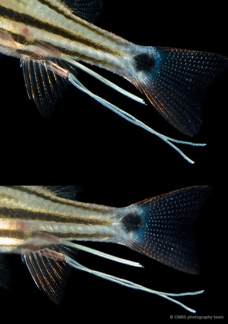 Copepoda sp. "Copepod 17" • © CMBS photography team • All Rights Reserved