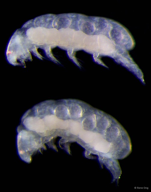 Copepoda sp. "Copepod 2" • © Rene Ong • All Rights Reserved