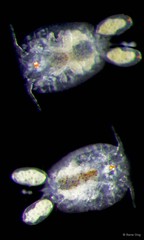 Copepoda sp. "Copepod 3"
