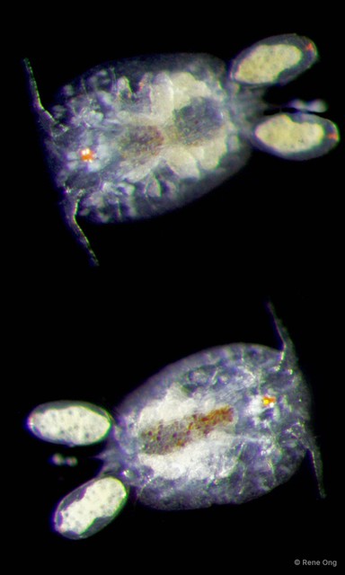 Copepoda sp. "Copepod 3" • © Rene Ong • All Rights Reserved