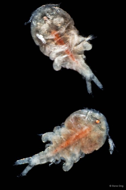 Copepoda sp. "Copepod 4" • © Rene Ong • All Rights Reserved