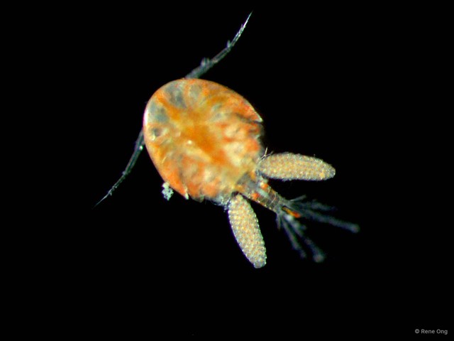 Copepoda sp. "Copepod 5" • © Rene Ong • All Rights Reserved