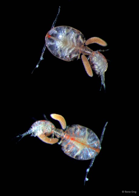 Copepoda sp. "Copepod 6" • © Rene Ong • All Rights Reserved