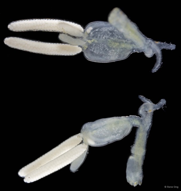 Copepoda sp. "Copepod 7" • © Rene Ong • All Rights Reserved