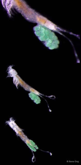 Copepoda sp. "Copepod 8" • © Rene Ong • All Rights Reserved