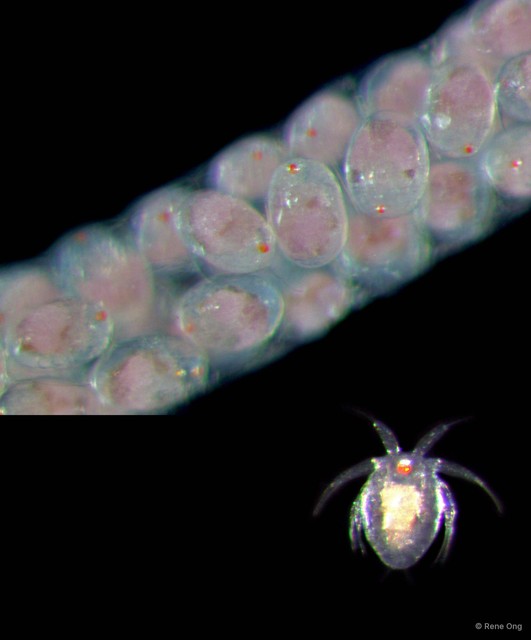 Copepoda sp. "Copepod 9" • © Rene Ong • All Rights Reserved