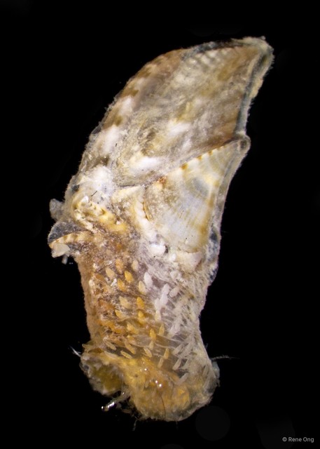 Thoracica sp. "Goose barnacle TR4712A-045" • © Rene Ong • All Rights Reserved