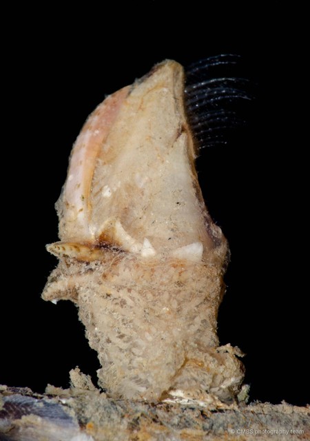 Thoracica sp. "Gooseneck barnacle 2" • © CMBS photography team • All Rights Reserved