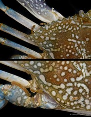 Thoracica sp. "Gooseneck barnacle SS-4806"