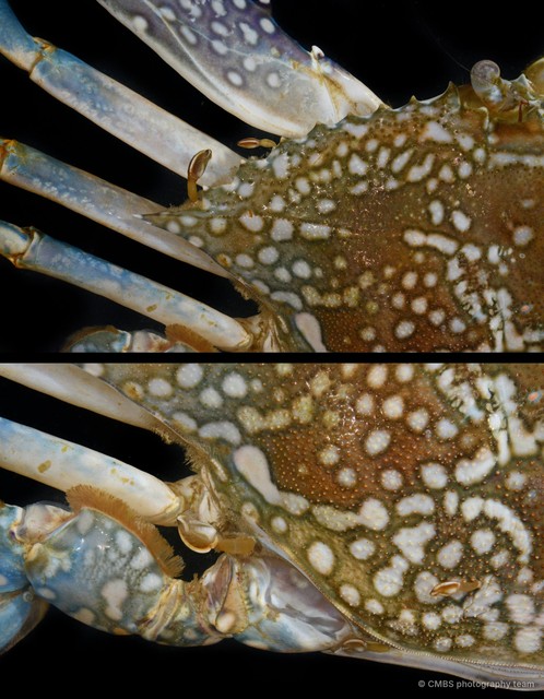 Thoracica sp. "Gooseneck barnacle SS-4806" • © CMBS photography team • All Rights Reserved
