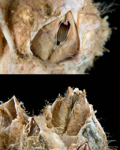 Thoracicalcarea sp. "Sessilia Barnacle 1" • © Rene Ong • All Rights Reserved