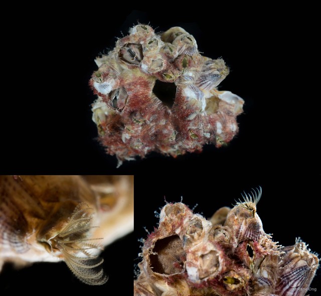 Thoracicalcarea sp. "Sessilia Barnacle 2" • © Rene Ong • All Rights Reserved