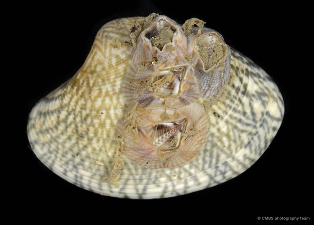 Thoracicalcarea sp. "Sessilia Barnacle 3" • © CMBS photography team • All Rights Reserved