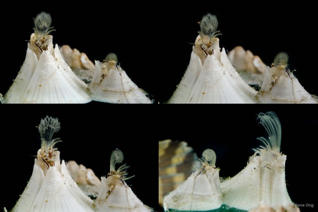 Thoracicalcarea sp. "Sessilia Barnacle 4" • © Rene Ong • All Rights Reserved