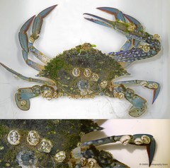 Thoracicalcarea sp. "Sessilia Barnacle 5"