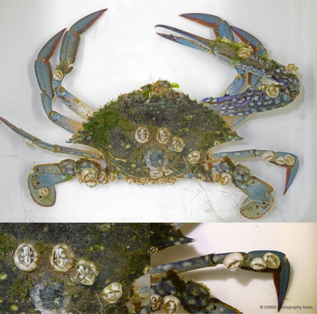 Thoracicalcarea sp. "Sessilia Barnacle 5" • © CMBS photography team • All Rights Reserved