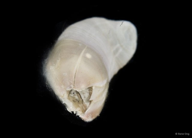 Thoracicalcarea sp. "Sessilia Barnacle SEA-8136" • © Rene Ong • All Rights Reserved