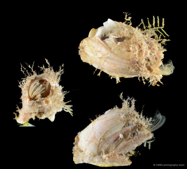 Thoracicalcarea sp. "Sessilia Barnacle SS-4392" • © CMBS photography team • All Rights Reserved