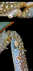 Thoracicalcarea sp. "Sessilia Barnacle SS-4806"