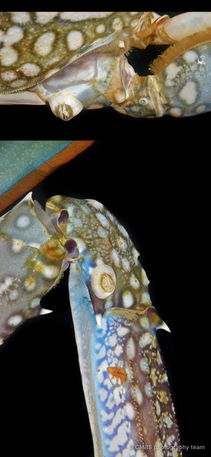 Thoracicalcarea sp. "Sessilia Barnacle SS-4806" • © CMBS photography team • All Rights Reserved