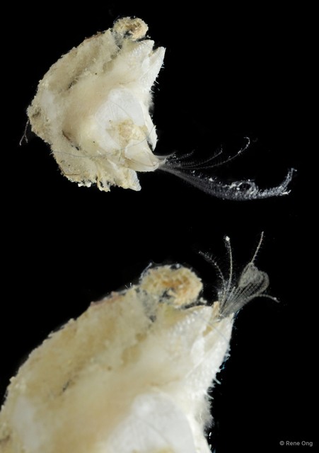 Thoracicalcarea sp. "Sessilia Barnacle SUB-1448" • © Rene Ong • All Rights Reserved