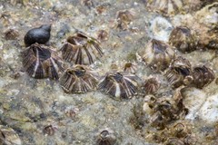 Amphibalanus amphitrite