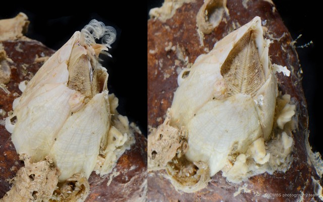 Balanus sp. "c2d79a2d" • © CMBS photography team • All Rights Reserved