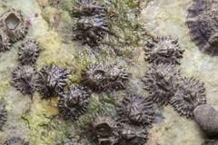 Chthamalus malayensis