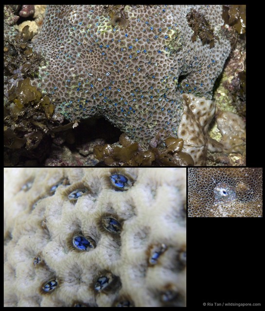 Pyrgoma sp. "3d8df53f" • © Ria Tan • All Rights Reserved