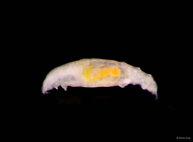 Enalcyonium kohsiangi • © Rene Ong • All Rights Reserved