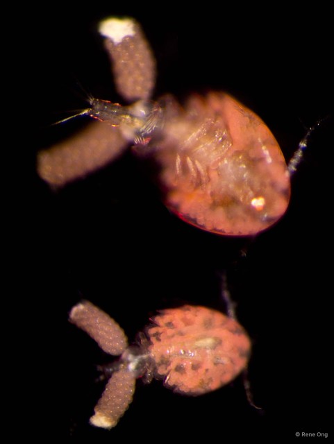 Doridicola sp. "bcca2835" • © Rene Ong • All Rights Reserved