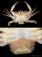 Sacculina sp. "c2d79a4b"
