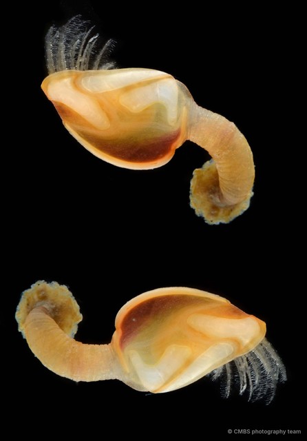 Octolasmis sp. "cf. warwickii" • © CMBS photography team • All Rights Reserved
