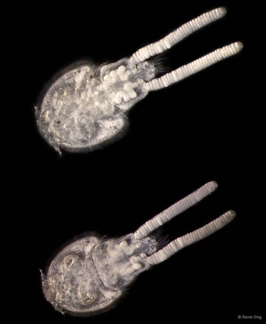Caligus sp. "bcca2832" • © Rene Ong • All Rights Reserved