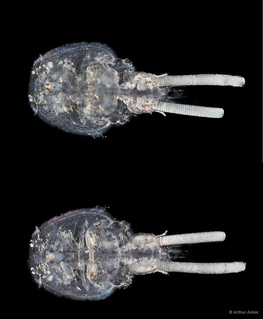 Caligus sp. "JS-1817" • © Arthur Anker • All Rights Reserved