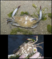 Thompsonia sp. "3d8df545"