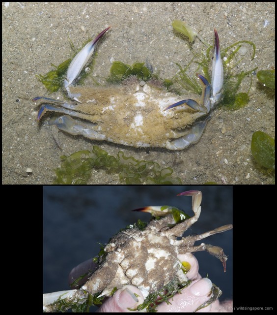 Thompsonia sp. "3d8df545" • © Ria Tan • All Rights Reserved