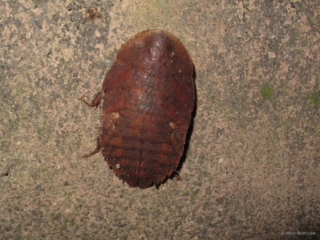 Epilamprinae sp. "9c13cdc1" • © Mary-Ruth Low • All Rights Reserved