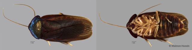 Perisphaerinae sp. "ZRCBDP0071816" • © Maimon Hussin • All Rights Reserved