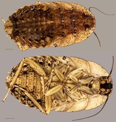 Epilamprinae sp. "ZRCBDP0071931"
