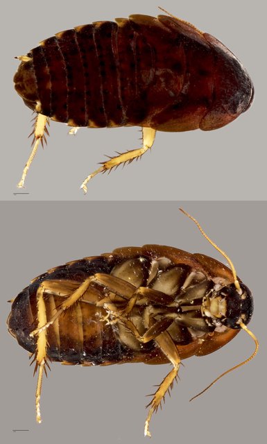 Epilamprinae sp. "ZRCBDP0071934" • © Tan Wee Chye • All Rights Reserved
