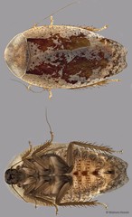 Pseudophoraspis sp. "cf. ZRCBDP0273284"