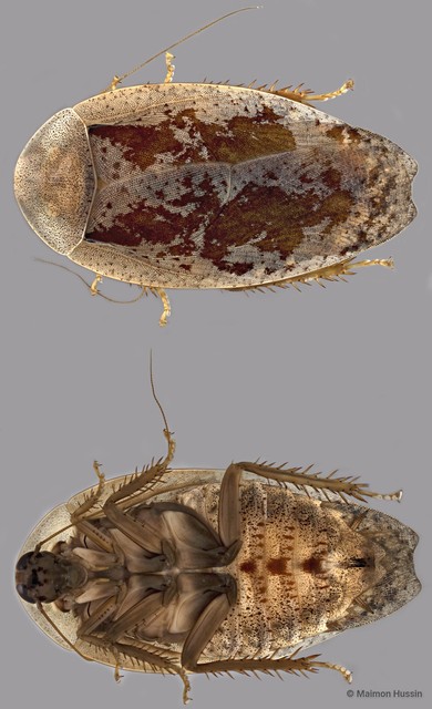 Pseudophoraspis sp. "cf. ZRCBDP0273284" • © Maimon Hussin • All Rights Reserved