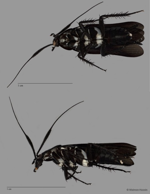 Pseudothyrsocera sp. "ZRCBDP0273295" • © Maimon Hussin • All Rights Reserved