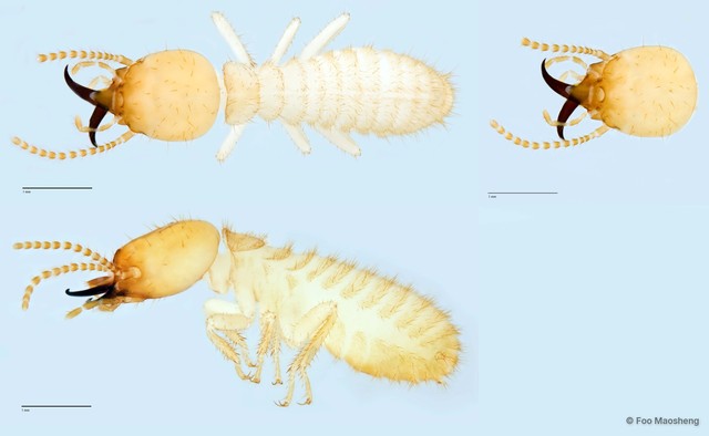 Coptotermes curvignathus • © Foo Maosheng • All Rights Reserved
